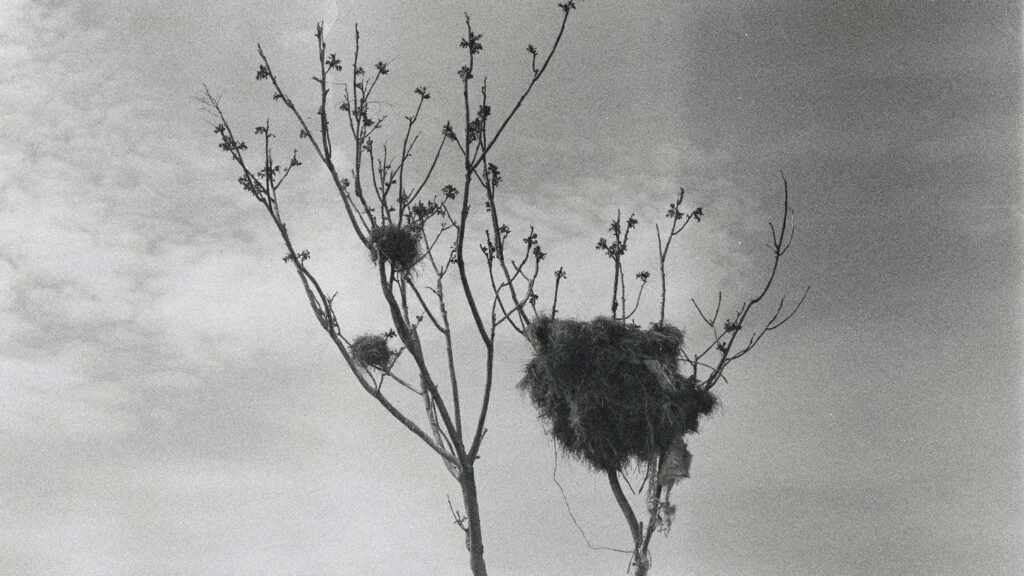 Lonely Metaphors